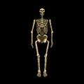 Thumbnail for version as of 20:46, 19 July 2026
